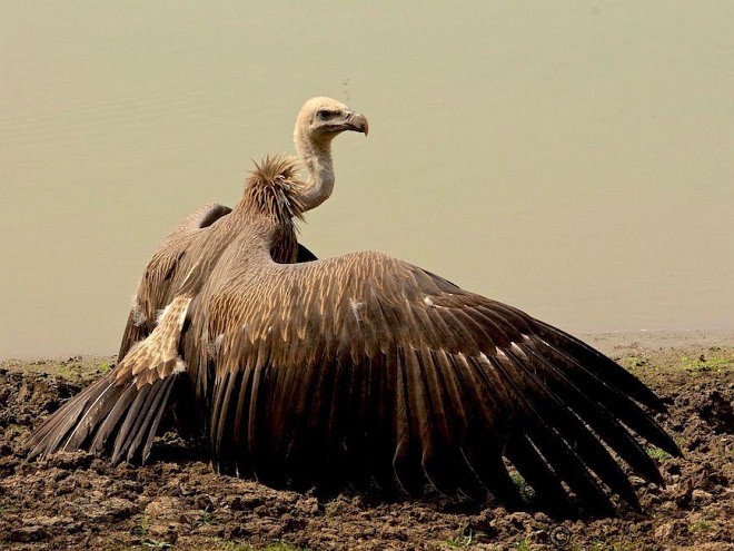 Indian Vulture - ML378948531