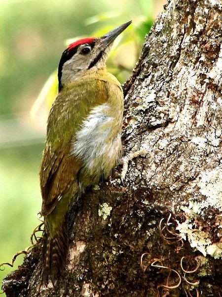 Gray-headed Woodpecker (Black-naped) - ML378949191