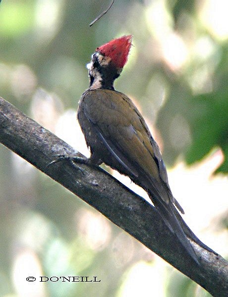 Olive-backed Woodpecker - ML378952321
