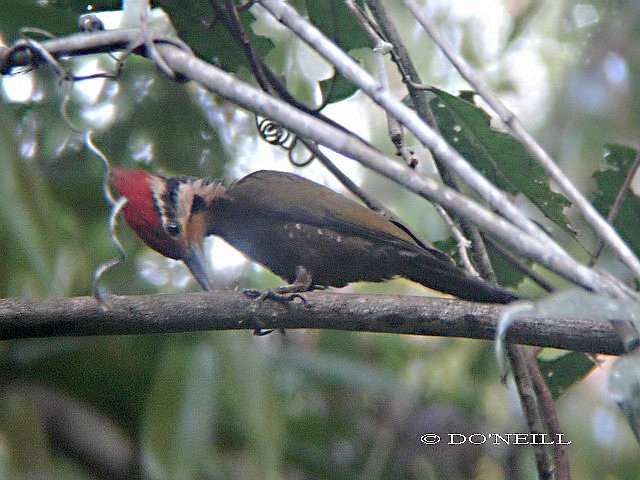 Olive-backed Woodpecker - Daisy O'Neill