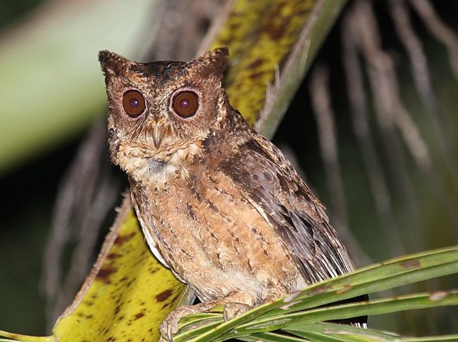 Mentawai Scops-Owl - Philippe Verbelen
