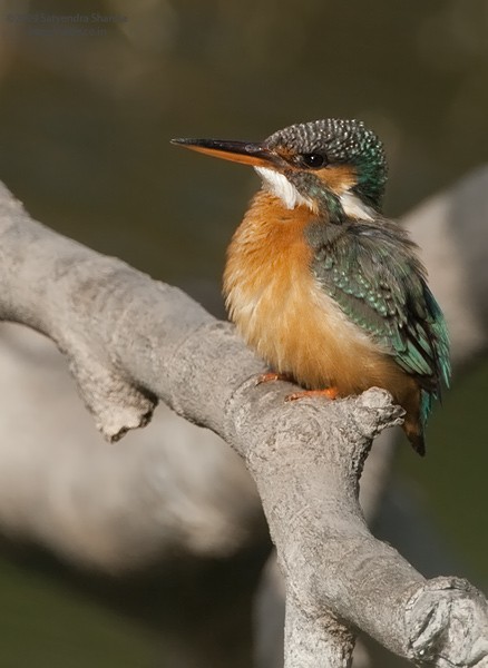Common Kingfisher (Common) - Satie Sharma