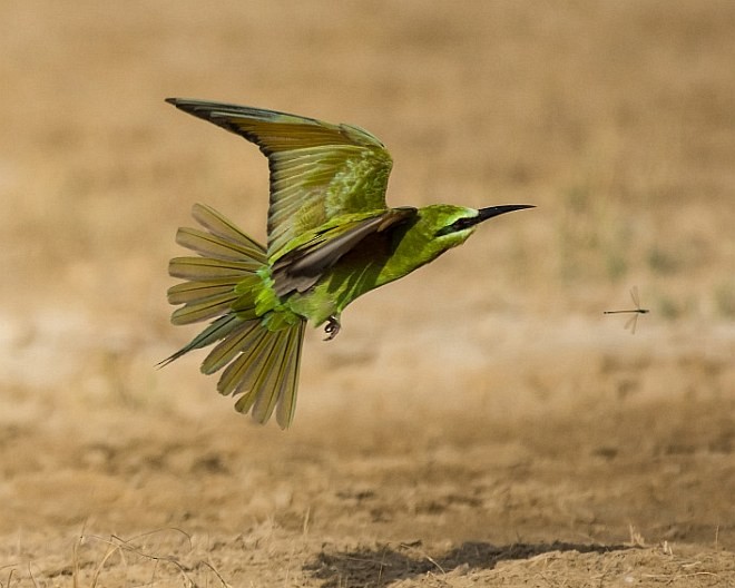 Blue-cheeked Bee-eater - ML378953241