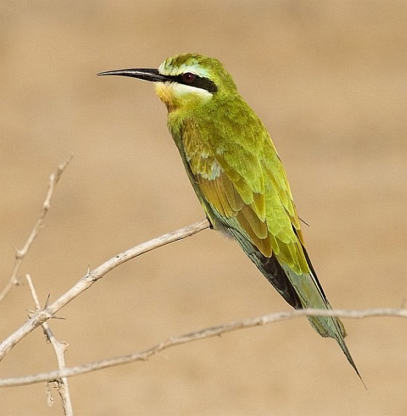 Blue-cheeked Bee-eater - ML378953251