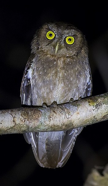 Andaman Scops-Owl - ML378956521