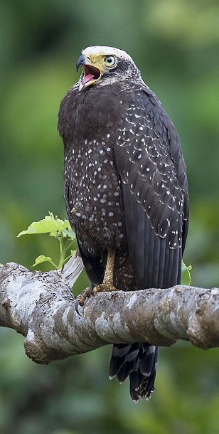 Andaman Serpent-Eagle - ML378956531