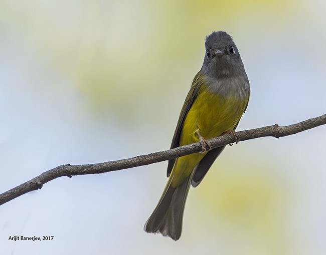 Gray-headed Canary-Flycatcher - ML378957161