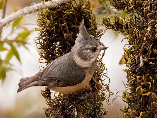 Gray-crested Tit - ML378957401
