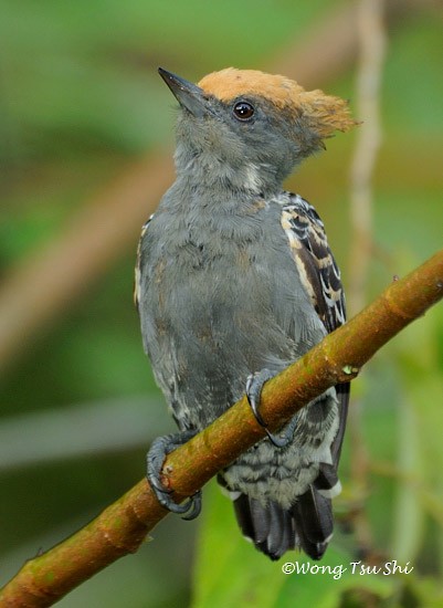 Gray-and-buff Woodpecker (Gray-and-buff) - ML378960661