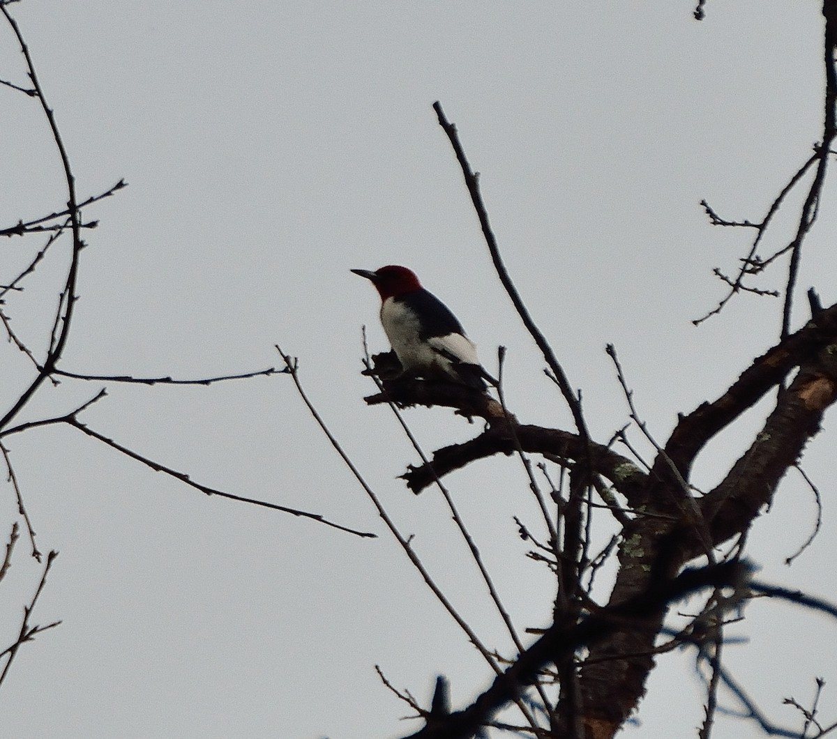 Red-headed Woodpecker - ML37896331