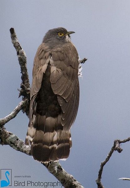 Large Hawk-Cuckoo - Aseem Kothiala