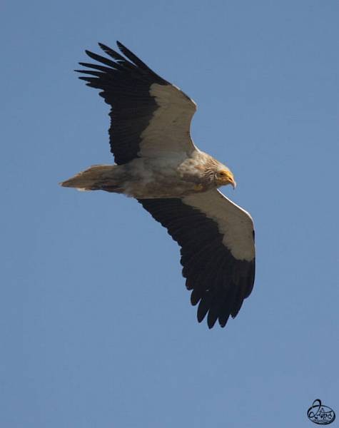 Egyptian Vulture - Sanket Mhatre