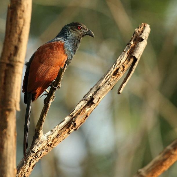 Greater Coucal (Southern) - ML378966261