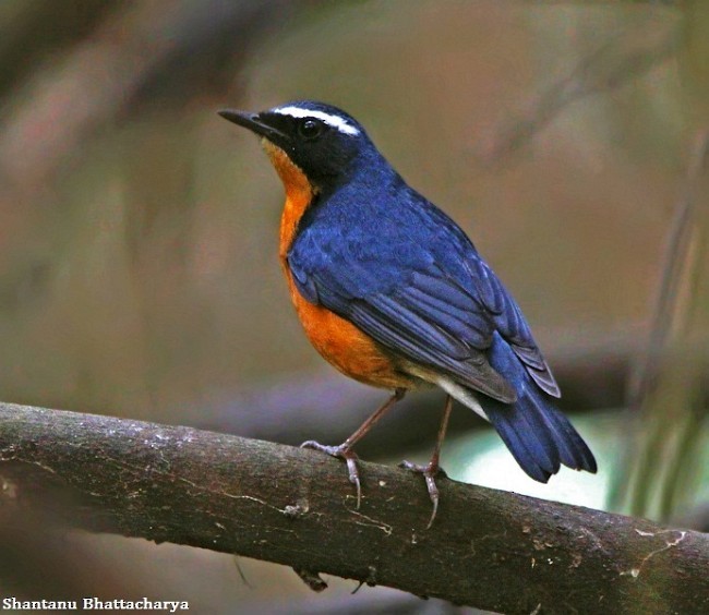 Indian Blue Robin - Shantanu Bhattacharya