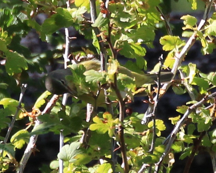 Orange-crowned Warbler - ML378967521
