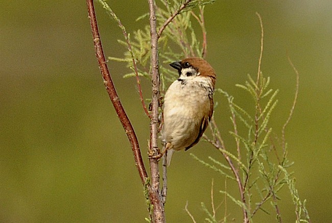 Eurasian Tree Sparrow - ML378968181