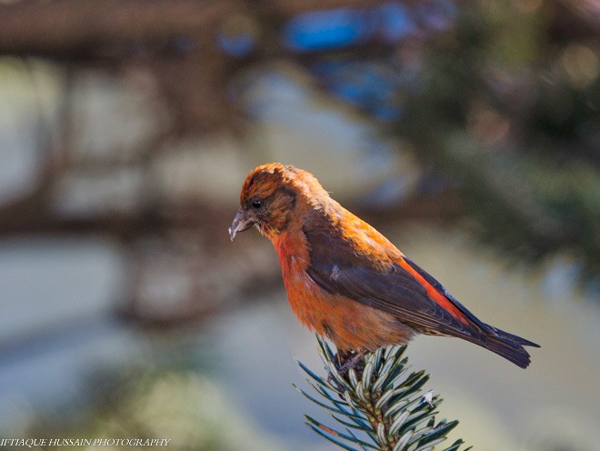 Red Crossbill (Himalayan) - ML378968251