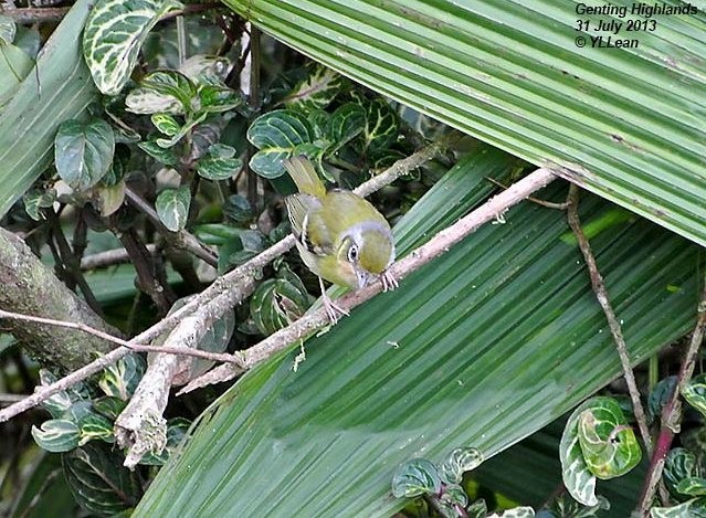 Black-eared Shrike-Babbler - Yen Loong Lean