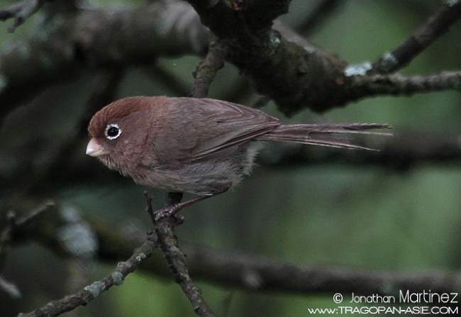 Spectacled Parrotbill - ML378969791