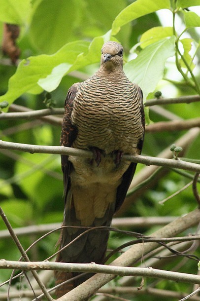 Barred Cuckoo-Dove - Soumyajit Nandy