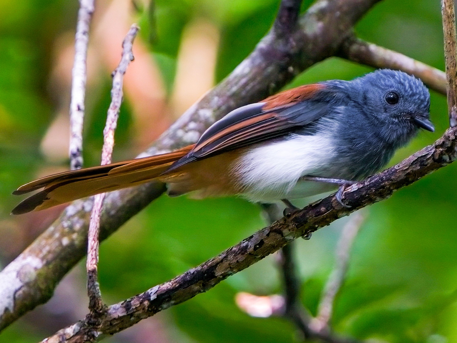 Weißbauch-Fächerschwanz - eBird