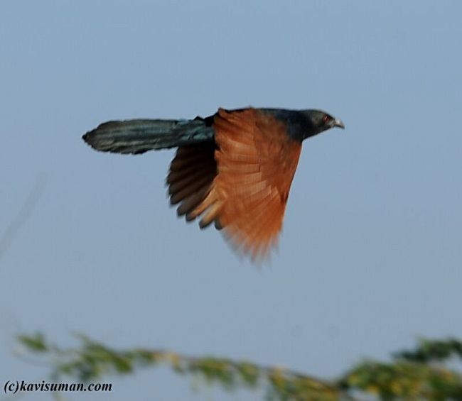 Greater Coucal (Southern) - ML378973471