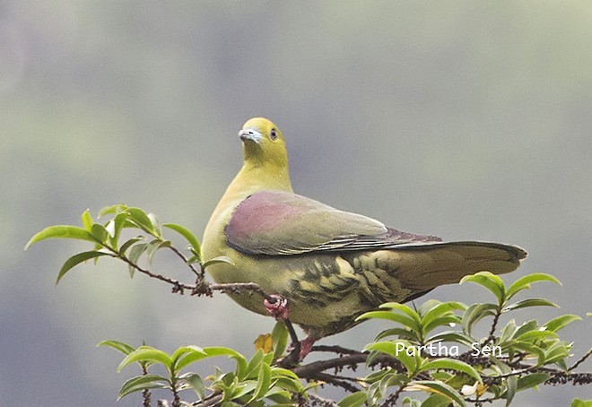 Wedge-tailed Green-Pigeon - ML378975461