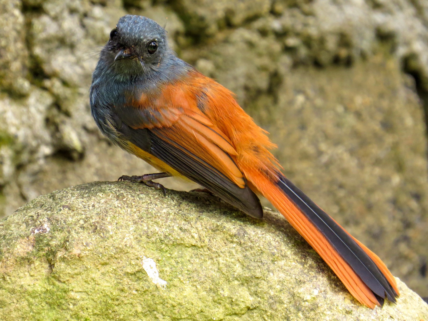 Blue-headed Fantail - George Inocencio