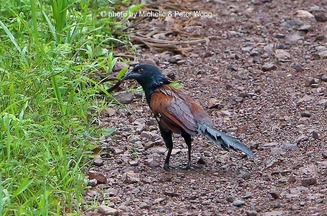 Short-toed Coucal - Michelle & Peter Wong