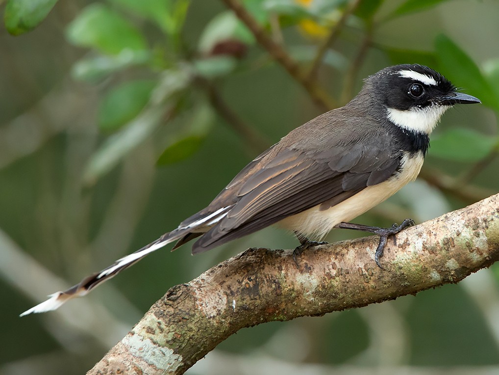 Philippine Pied-Fantail - eBird