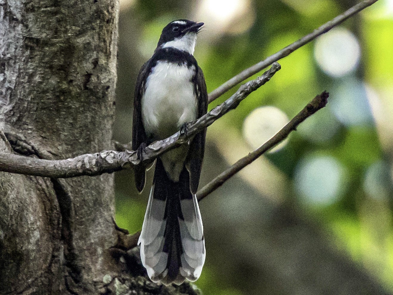 Philippine Pied-Fantail - Rogério Rodrigues