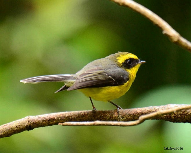 Yellow-bellied Fairy-Fantail - ML378985131