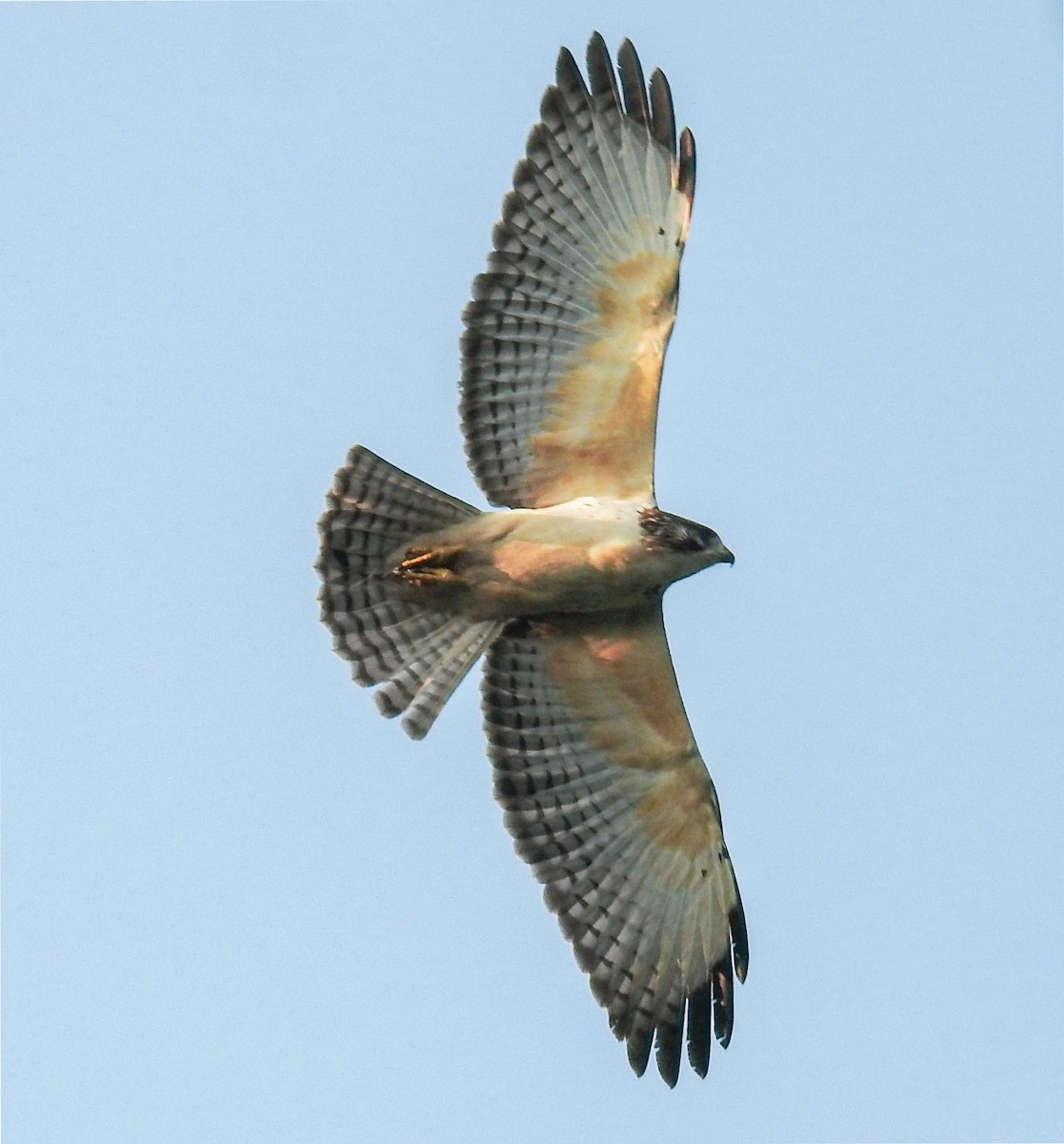 Short-tailed Hawk - Roberto Medina