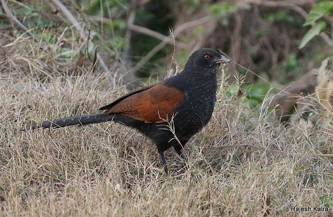 Greater Coucal (Greater) - ML378986881