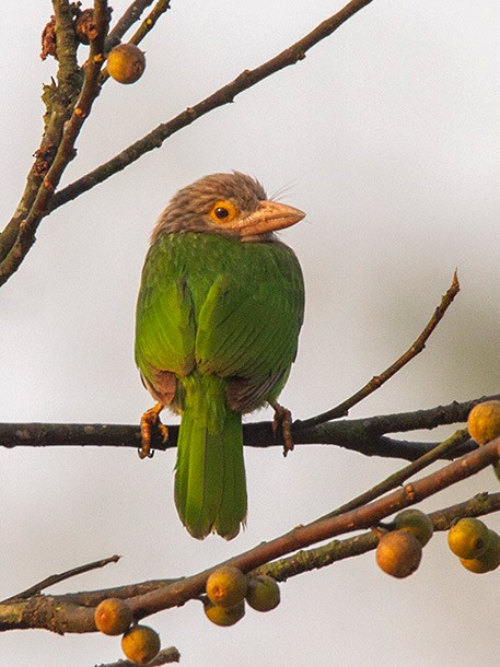 Lineated Barbet - ML378987651