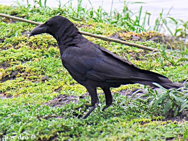 Large-billed Crow - prosenjit singhadeo