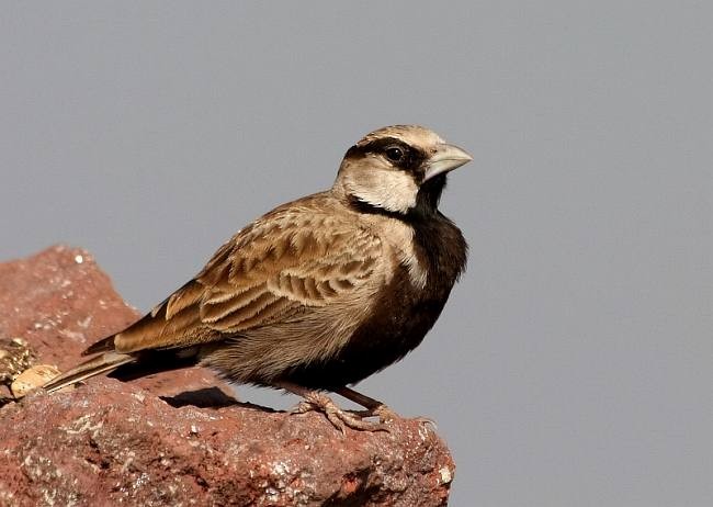 Ashy-crowned Sparrow-Lark - ML378993551