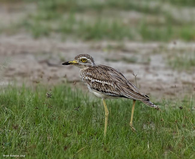 Indian Thick-knee - ML378993861