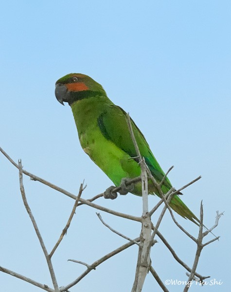 Long-tailed Parakeet (Long-tailed) - ML378993981