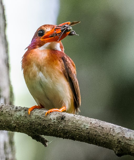 Philippine Dwarf-Kingfisher (Mindanao) - ML378995311