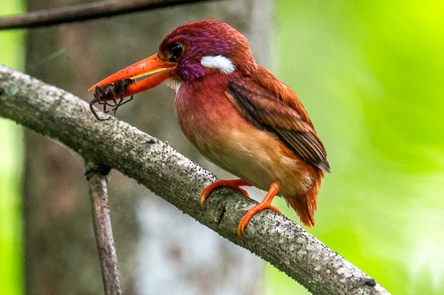 Philippine Dwarf-Kingfisher - eBird