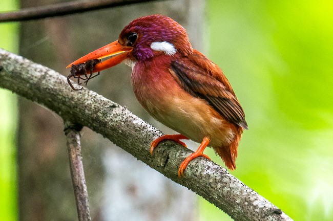 Philippine Dwarf-Kingfisher (Mindanao) - ML378995371