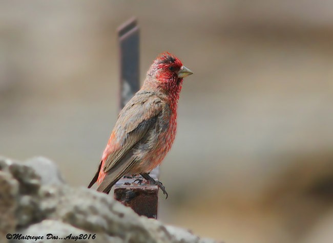 Great Rosefinch (Spotted) - ML378997541
