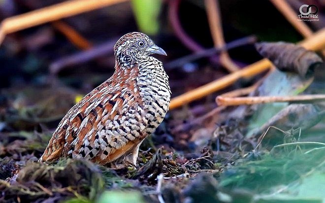 Barred Buttonquail - Dr.Anand Patel