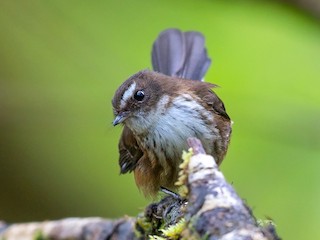  - Streaked Fantail (Taveuni)