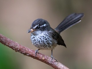  - Streaked Fantail (Vanuatu)