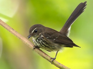  - Streaked Fantail (Fiji)