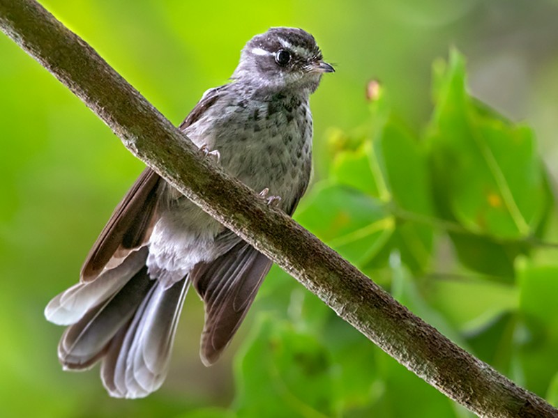 Streaked Fantail - Lars Petersson