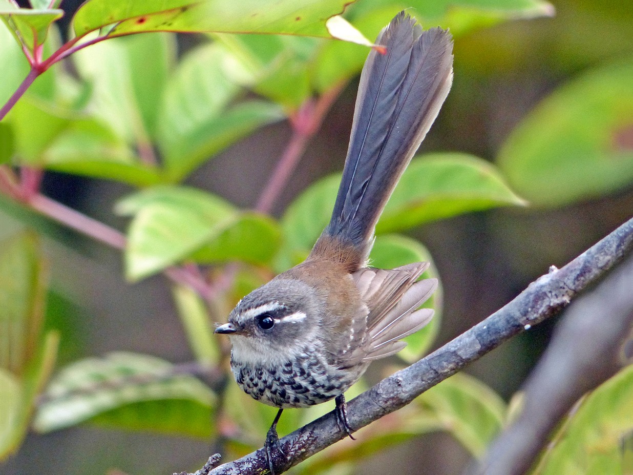 Streaked Fantail - Andy Walker - Birding Ecotours