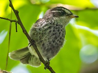  - Streaked Fantail (Vanuatu)